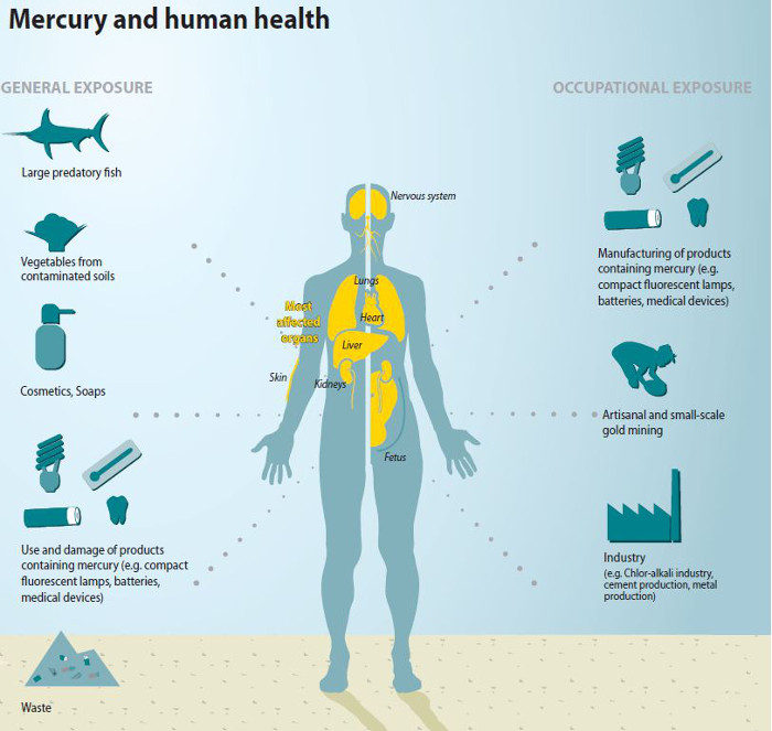 Illustration of mercury sources that affect human health