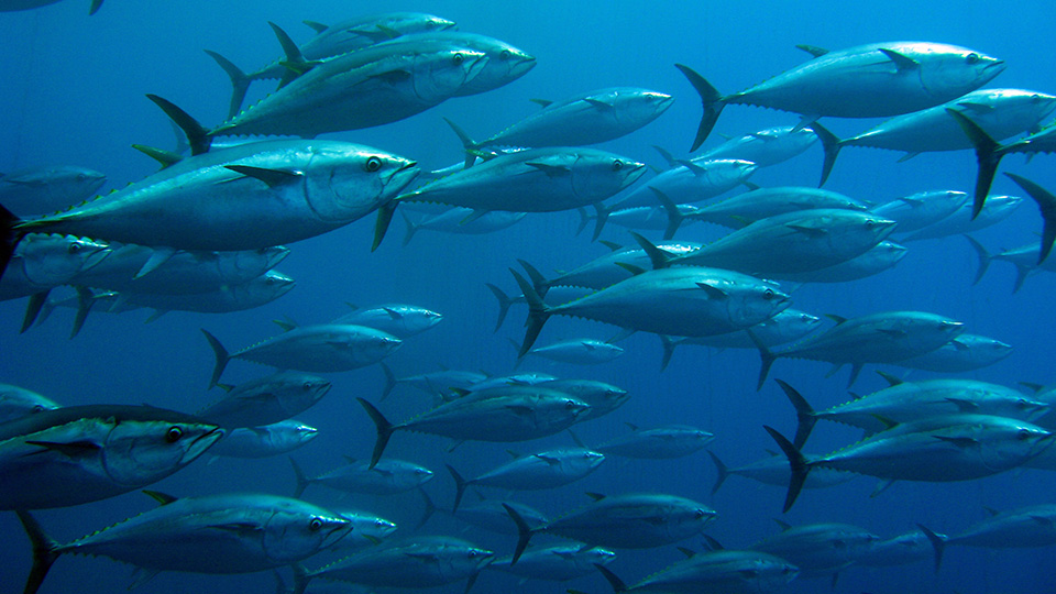 Seafood lovers eating oceans of mercury